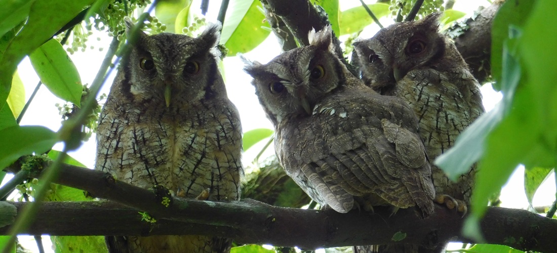 AES Colombia, protegiendo la biodiversidad del sur oriente de Boyacá