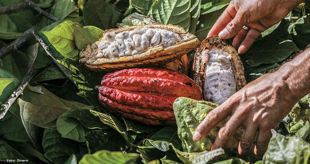 Industria del cacao colombiano alcanza cifras histricas