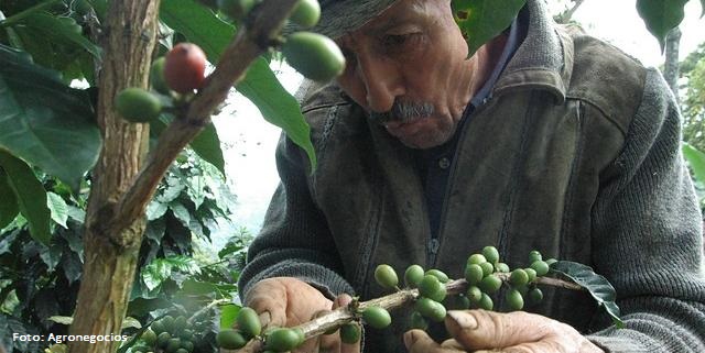 produccion de cafe aumentaria en cuatro millones de sacos en proximos aos