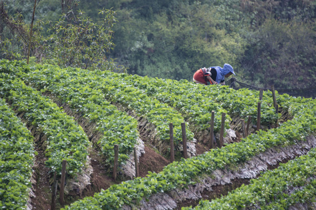 mujeres rociando pesticidas granja fresas estacion agricola angkhan 36550 8