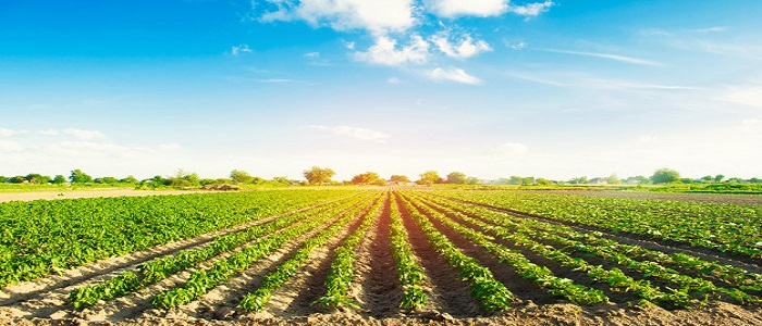 hileras vegetales pimiento crecen campo agricultura agricultura 72572 4
