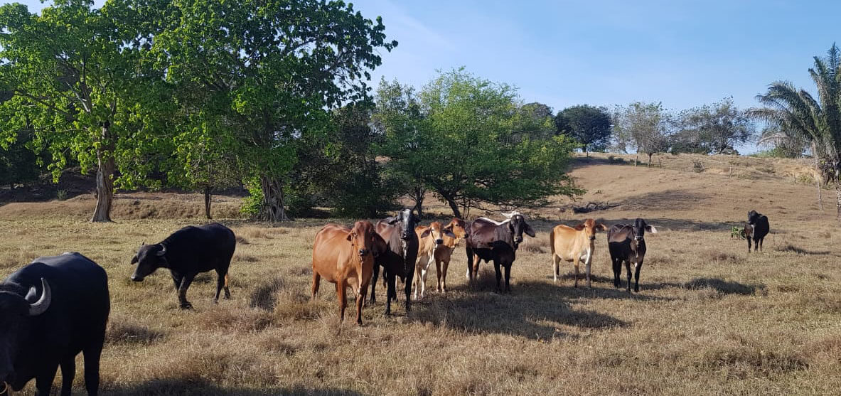 vacas alqueria